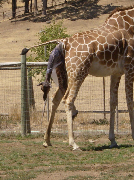 Reticulated Giraffe | Project Noah