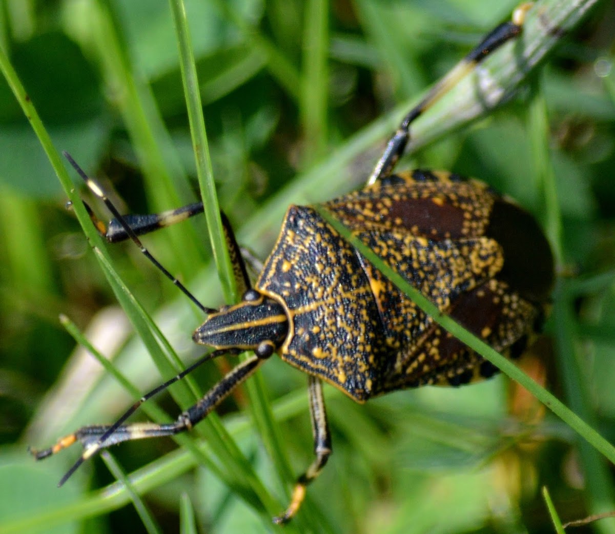 Yellow spotted Stink Bug
