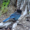 Stellar's Jay