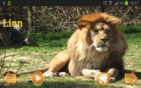 Free Animal World Full APK for Android