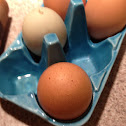 Domestic chicken eggs