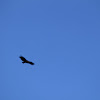 turky vulture