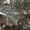 Funnel web spider's web