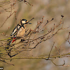 Great Spotted Woodpecker Female