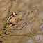 Great Spotted Woodpecker Female