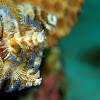 Christmas tree worm