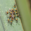 Cactus bugs (newly hatched)