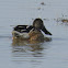 Northern Shoveler Duck (male)