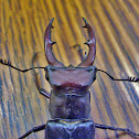 Giant stag beetle