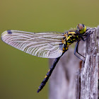 Black Darter