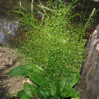 Water-plantain