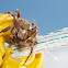 Araneus angulatus