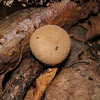 Spiny puffball