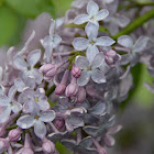 Common Lilac