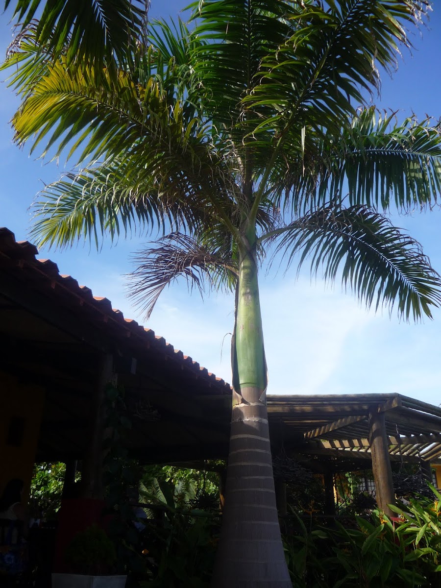 Palma real, Palma real cubana, Cuban royal palm