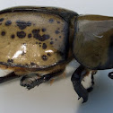 Grant's Hercules Beetle