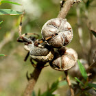 Orb Weaver