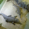 zoo crocodile :-D