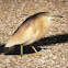 Squacco heron