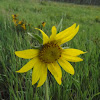 Nodding Sunflower