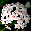 Pink Hoya (wax plant) flowers