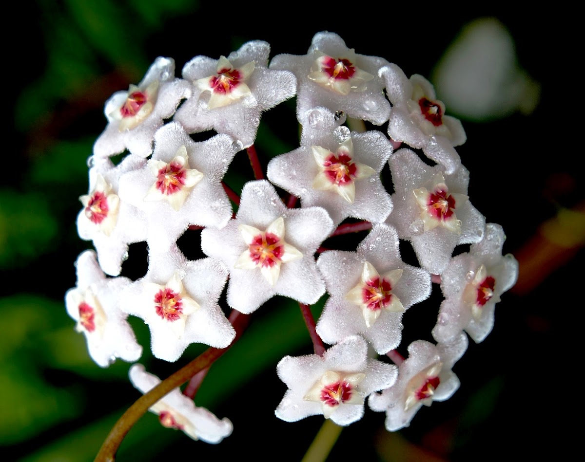 Pink Hoya (wax plant) flowers