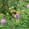 Great Spangled Fritillary