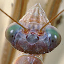 Purple-winged mantis