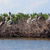 Brown Pelican Rookery - Barataria Bay, Louisiana