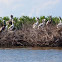 Brown Pelican Rookery - Barataria Bay, Louisiana
