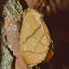 Inverted Y slug moth