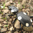  Domino beetle
