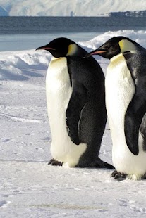 Penguin and Dolphin Wallpaper Screenshots 18