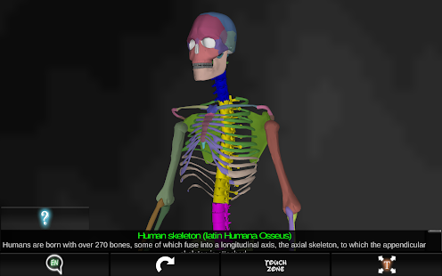 Bones Human 3D anatomy
