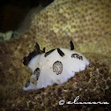 Dotted nudibranch, Polka-dot nudibranch