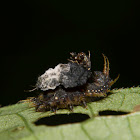 Tortoise Beetle (larvae)