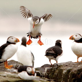 by James Blyth Currie - Animals Birds