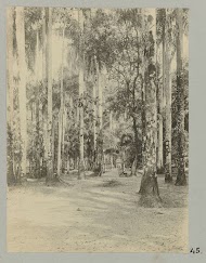 Palmentuin, Paramaribo