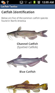 Catfish Tactics & Secret Baits(圖2)-速報App