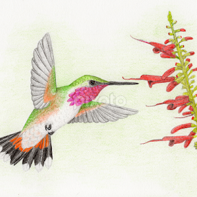 Bumblebee Hummingbird by Terry Sohl - Drawing All Drawing