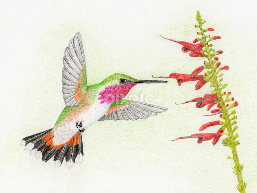 Bumblebee Hummingbird by Terry Sohl - Drawing All Drawing
