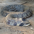 Eastern Hog-nosed Snake