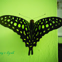 Green tailed jay-green spoted triangle butterfly.