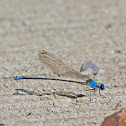 damselfly