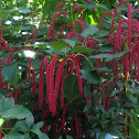 Chenille Plant