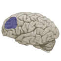 Wake Up Your Brain! logo