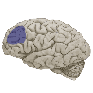 Wake Up Your Brain! 1.1