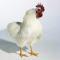 Rooster&Me logo
