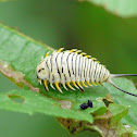 Wild Olive tortoise leaf beetle (larva)