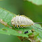 Wild Olive tortoise leaf beetle (larva)